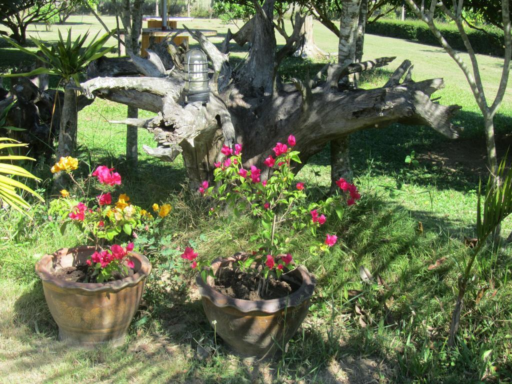 Orange Grove Resort Pai Dış mekan fotoğraf